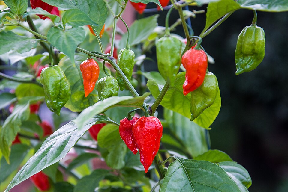 Hot Bird's Eye Chilli and Bhut Jolokia
