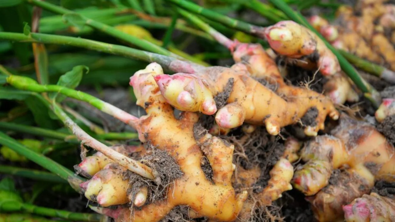 Fresh Organic Ginger from Northeast India