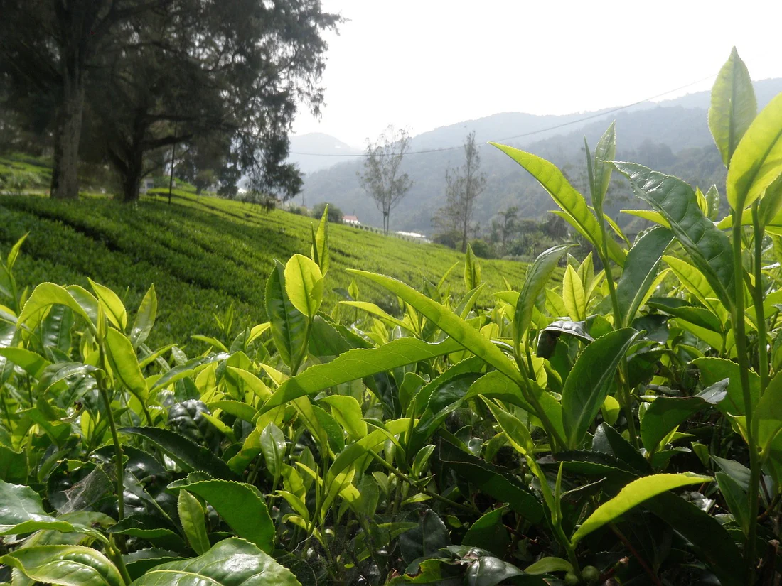 Organic Green Tea from Assam highlands