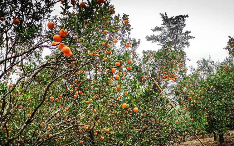 Khasi Mandarin orange from Meghalaya