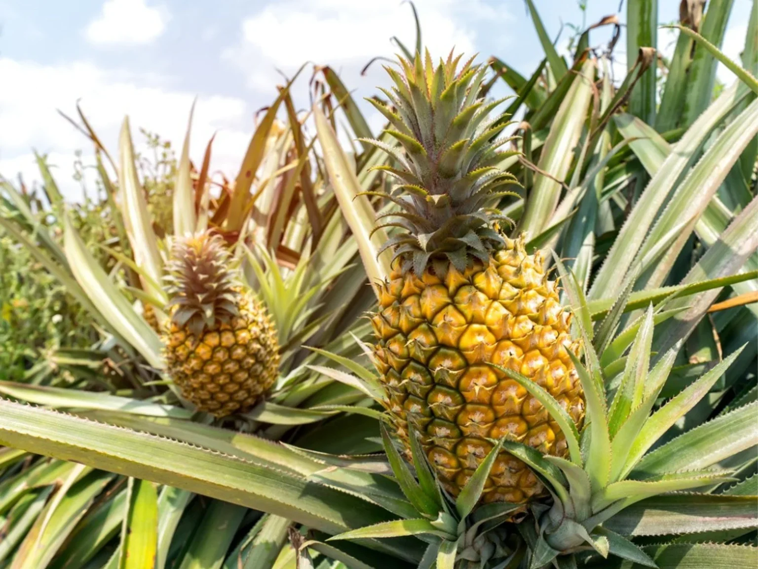 Sweet Queen Pineapple from Meghalaya