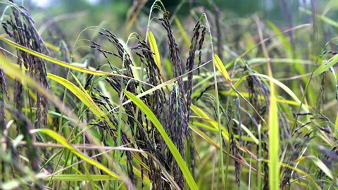 Premium Joha & Bora Aromatic Rice from Assam